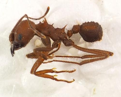 Réf. 281 379 : Acromyrmex sp.